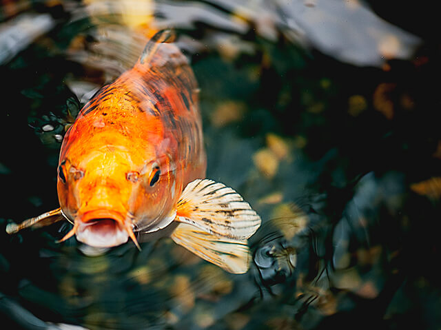 Koi face