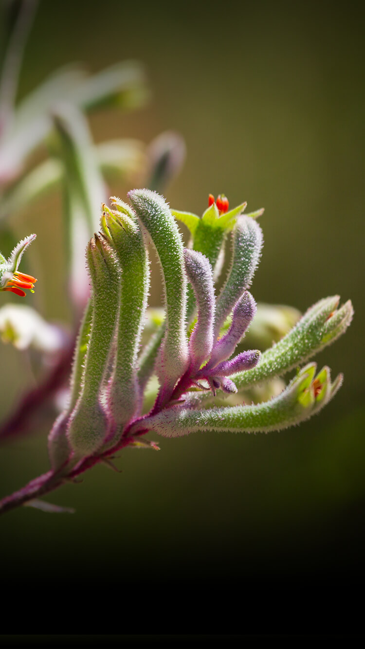 Green kangaroo paw plants with purplish-pink stems.