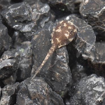 Newly hatched tadpoles are white, changing to dark brown or black with golden flecks (which is great camouflage) after a few days. 