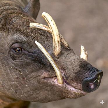 A male's tusks continue to grow throughout its lifetime. 