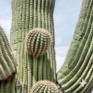 Saguaro branches