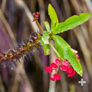 Crown of thorns
