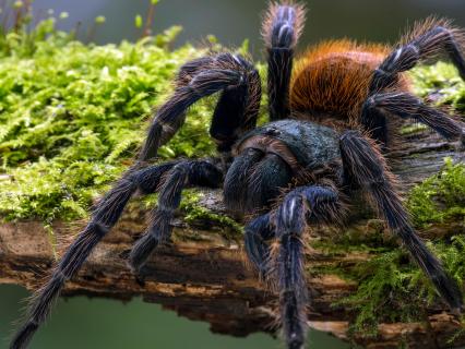 Greenbottle blue tarantula