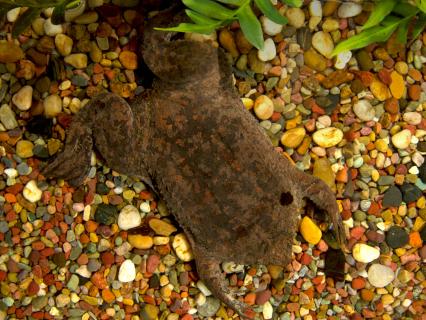 Surinam toad