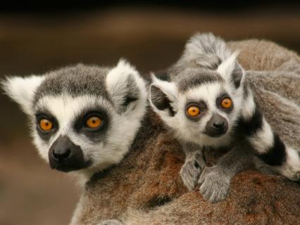 Ring-tailed lemur mother and baby
