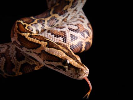 Burmeses python on black background