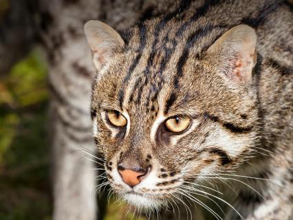 Fishing cat prowling through tall grass reeds