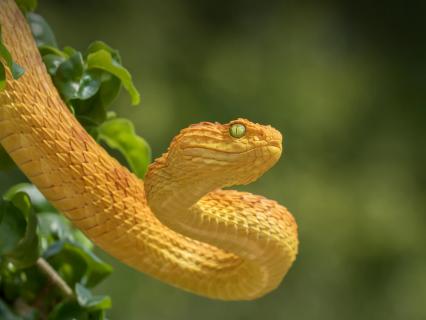 Yellow bush viper