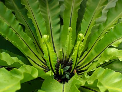 Bird's-nest fern