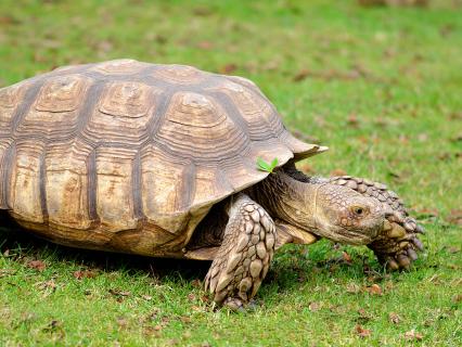 African spurred tortoise
