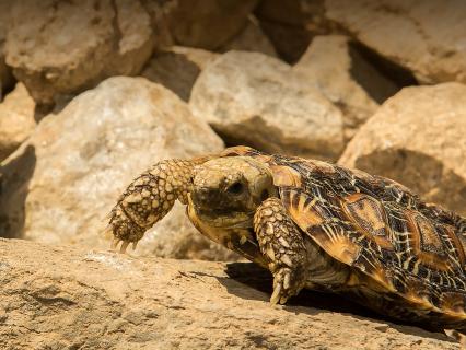 A pancake tortoise was across a dirt covered rock.