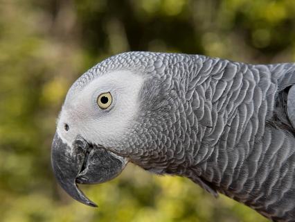 African grey parrot