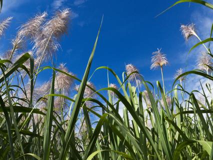 sugarcane field with blue skies
