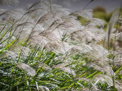 Chinese silver grass